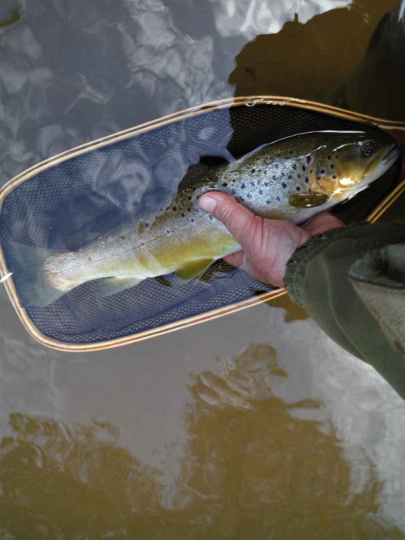 Monnow trout
